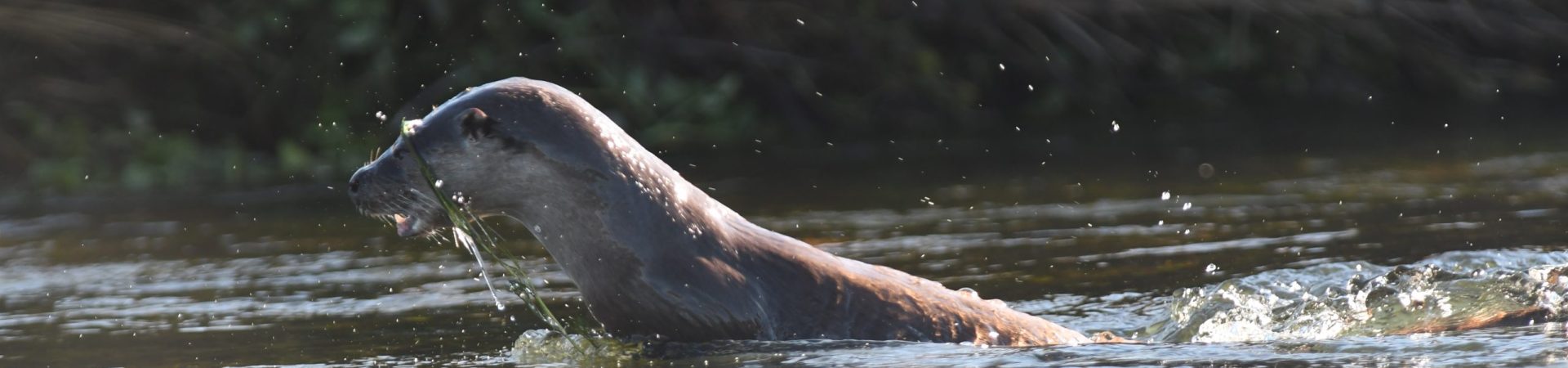 CANTABRIAN BROWN BEAR & OTTER RESEARCH GROUP